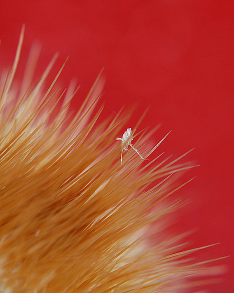 cactus top and insect