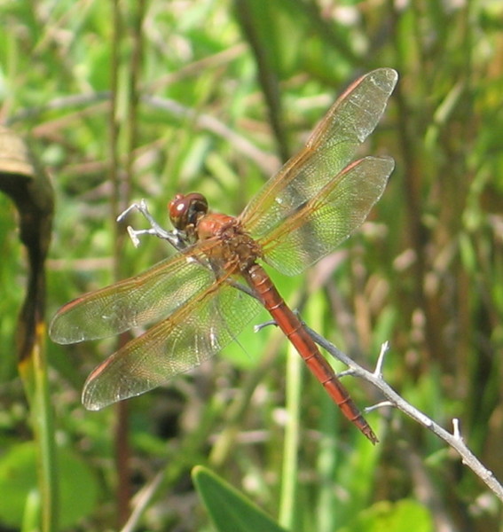 Neat red dragonfly