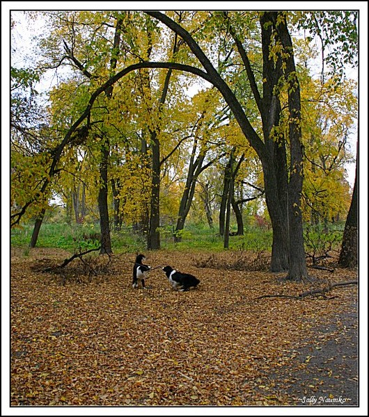 Autumn Dogs