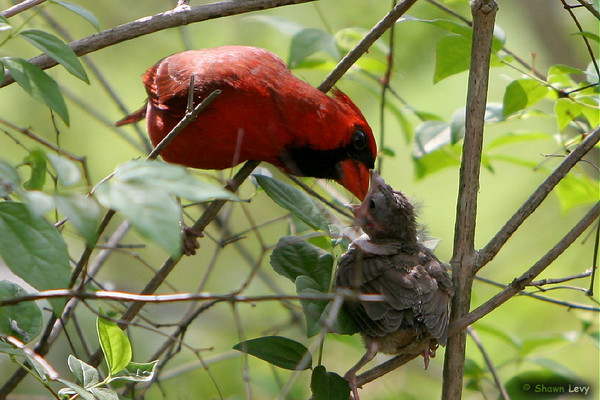 Feeding Time