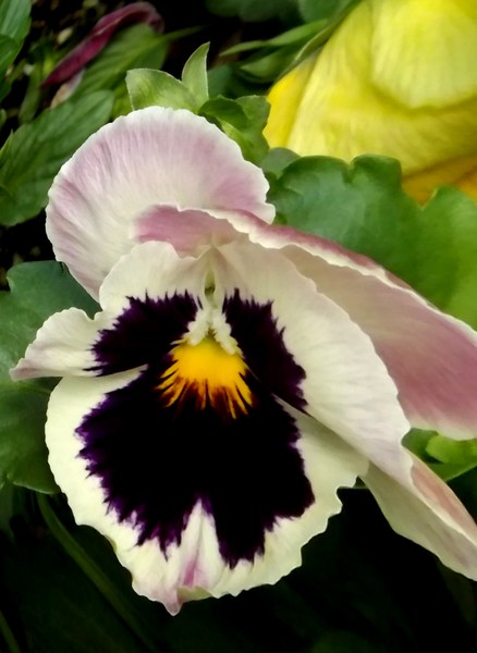 Pansy In The Park (One)
