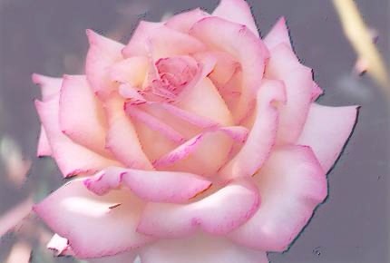 Soft Rose