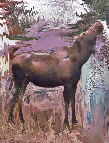 Backyard Moose Portrait