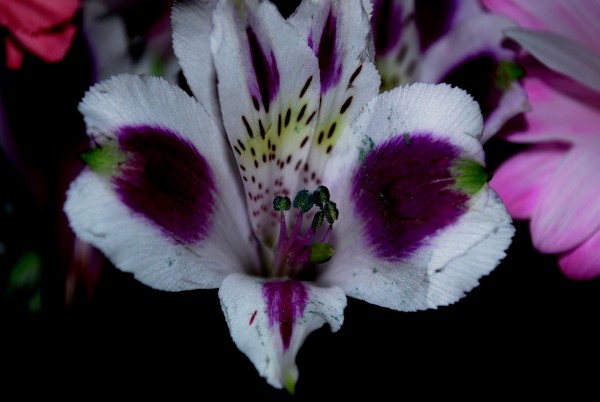 Purple & White Orchid