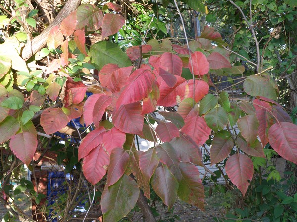 Fall Leaves 2012