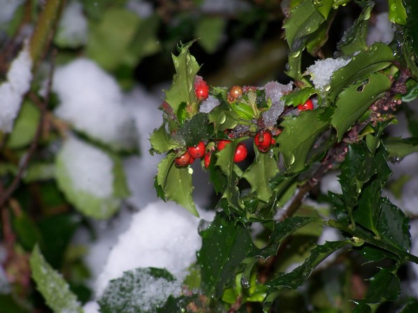 Winter Holly