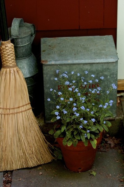 forget me not broom