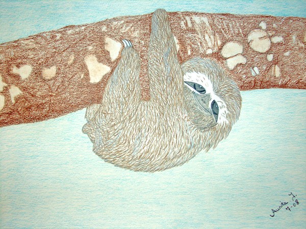 Two Toed Sloth