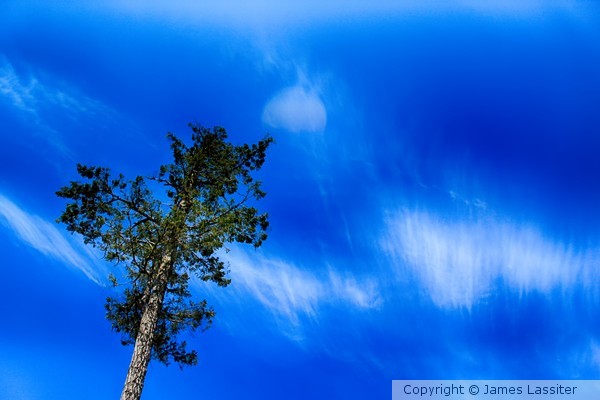 Tree and Clouds