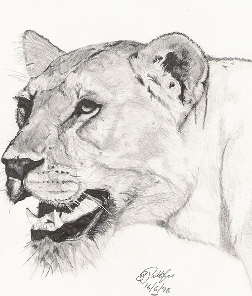 Lioness pen and ink drawing