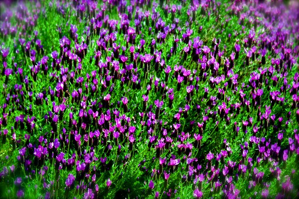Purple field of flowers...