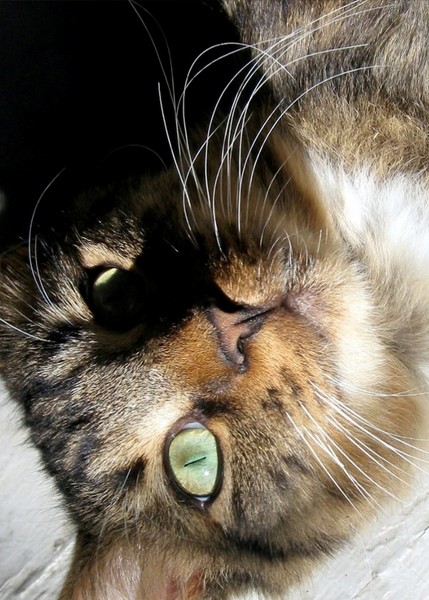 Photo, Cat's Eye.