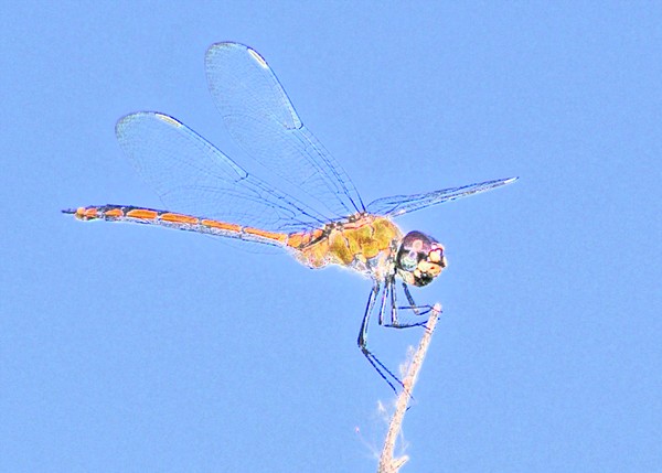 Dragonfly against the sky