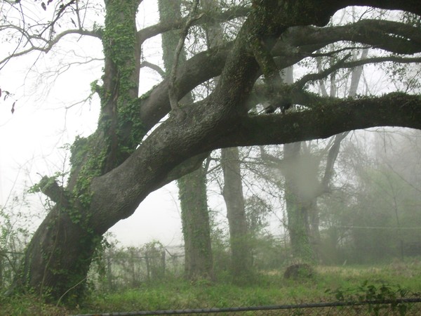 Live oak in the mist