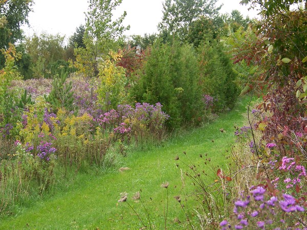Purple field flowers