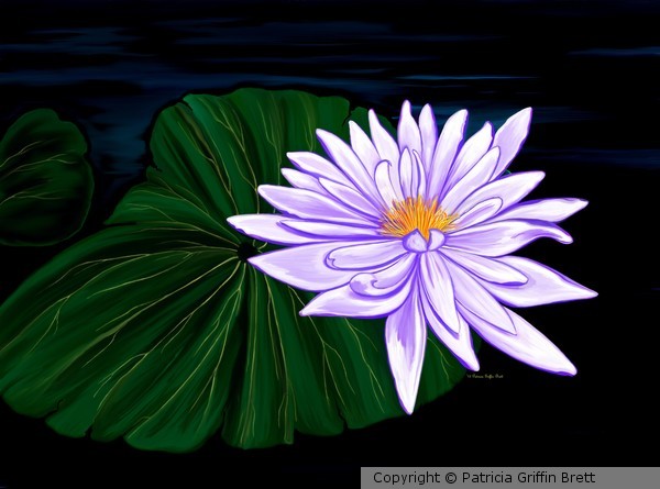 Lotus Blossom at Night II