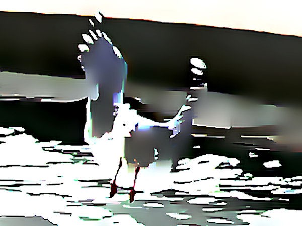 Seagull Abstract