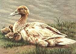 Mallard and Ducklings