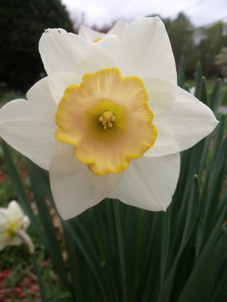 Different angles of a Daffodil