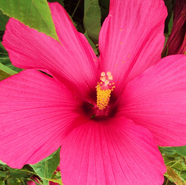 Hibiscus- pink