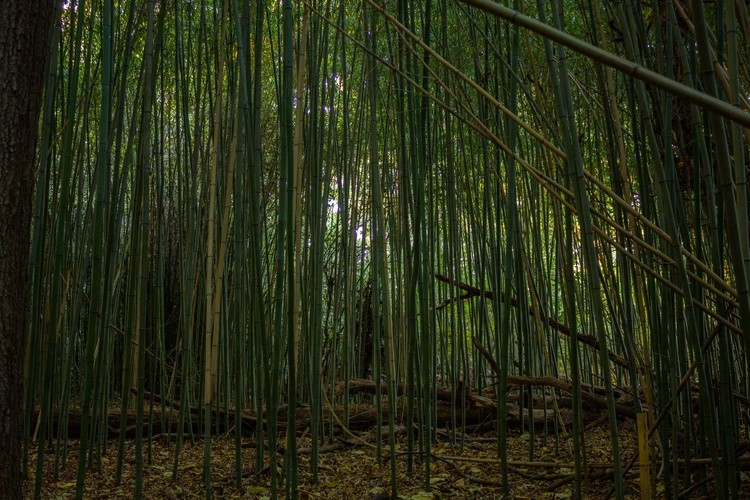 Bamboo Forest