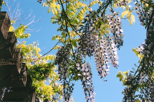 The Bean Trees