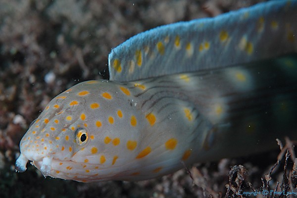 Sharp Tailed Eel