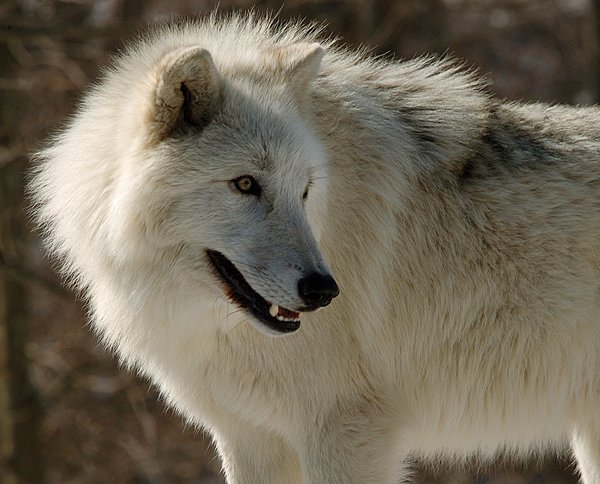 Atka