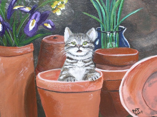 Kitty in a pot