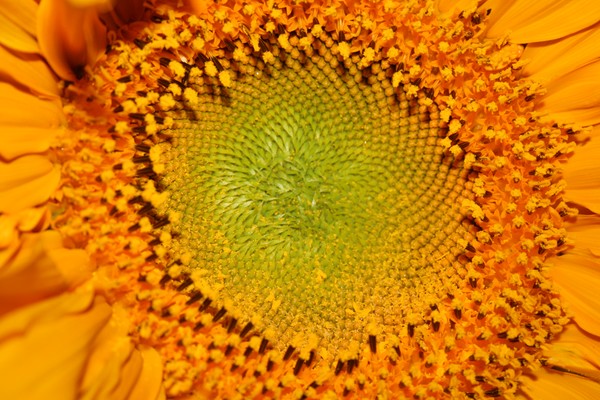 Sunflower- Close up
