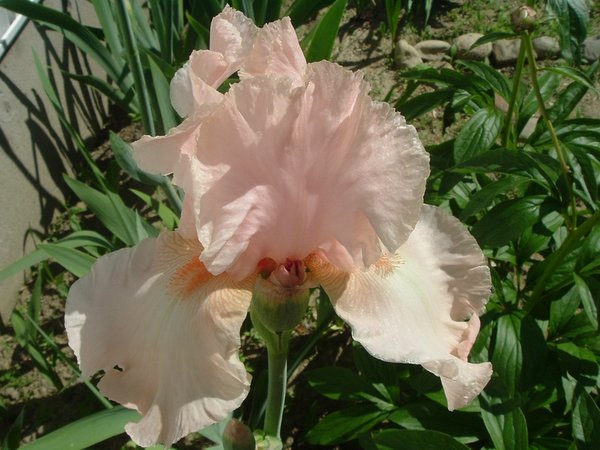 Peach Iris
