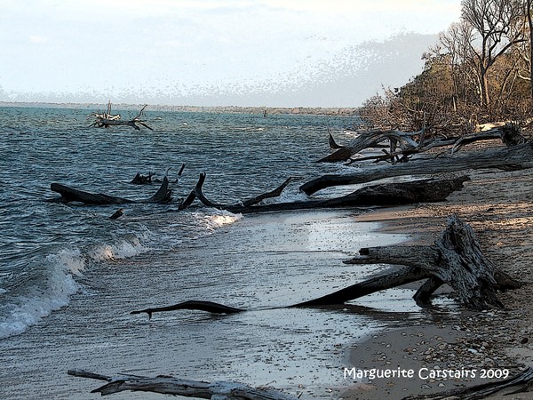 Trees on the Shore