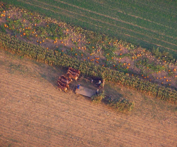 Amish corn harvest