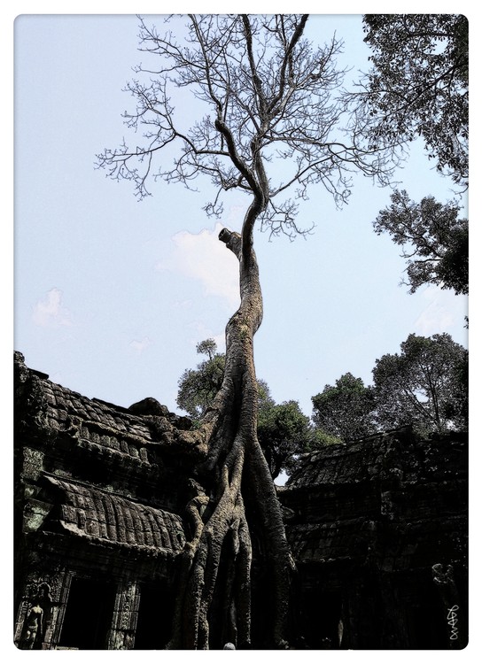old tree in Angkor