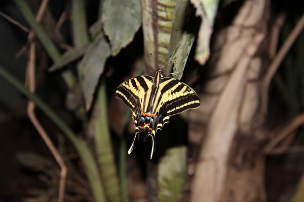 Yellow Swallowtail