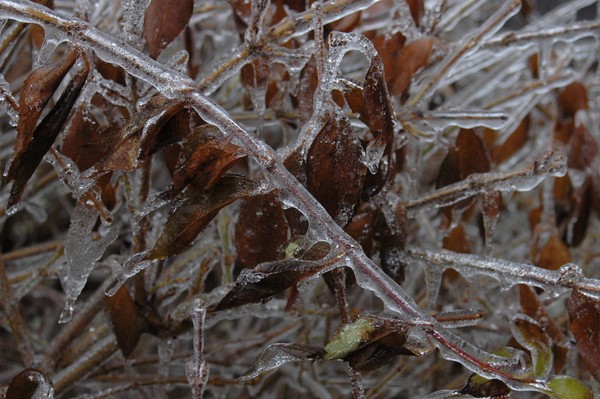 Crackle-ice-covered tree branch