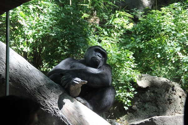 Look at ME!!!! Male lowland gorilla