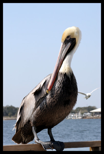 polite pelican