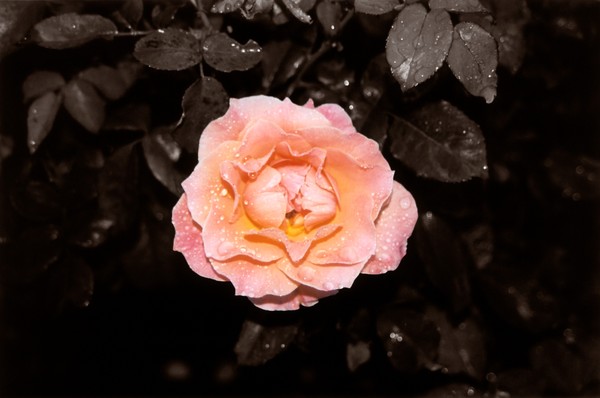 Peach Rose in Sepia