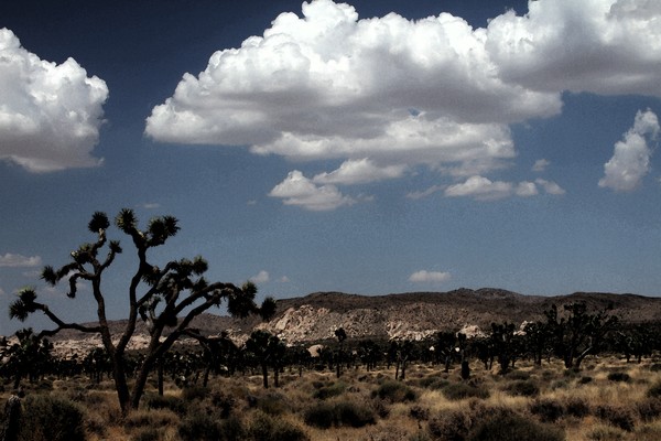 Joshua Trees