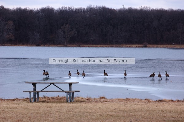 Geese Walking on Thin Ice Photo