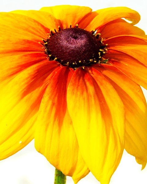 flower of sunshine