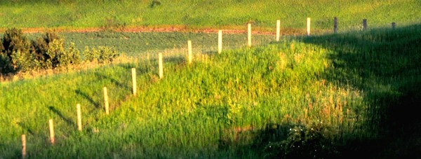 Evening Fence 6686