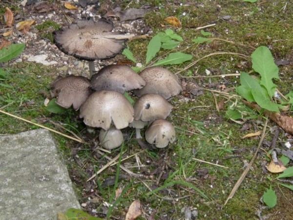 Shaggy Manes Mushroom