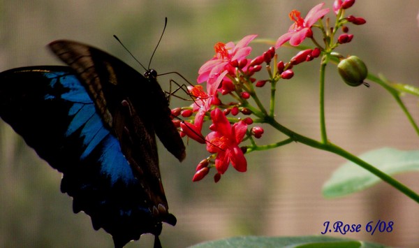 Blue Mountain Swallowtail (Ulysses)