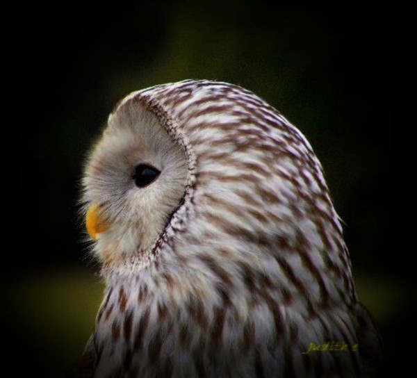 Ural Owl