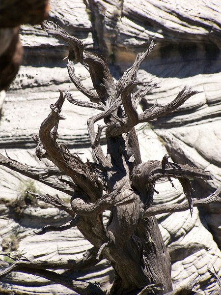 Tree Walnut canyon