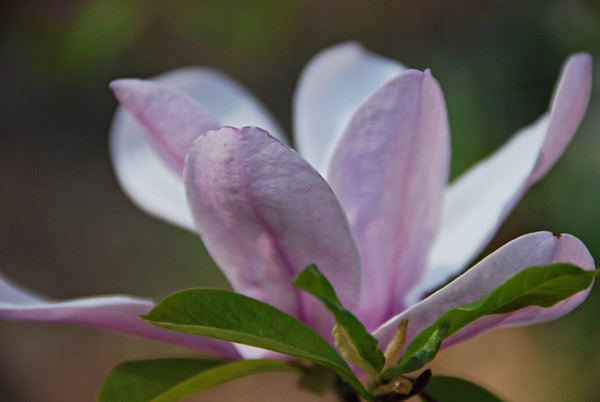 Another Magnolia