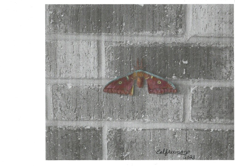 Ginormous Moth