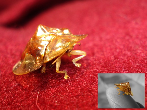 sandrembi ( the golden bug )
